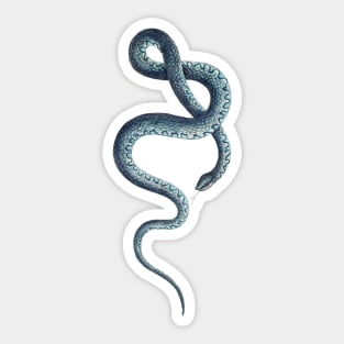 Blue snake Sticker